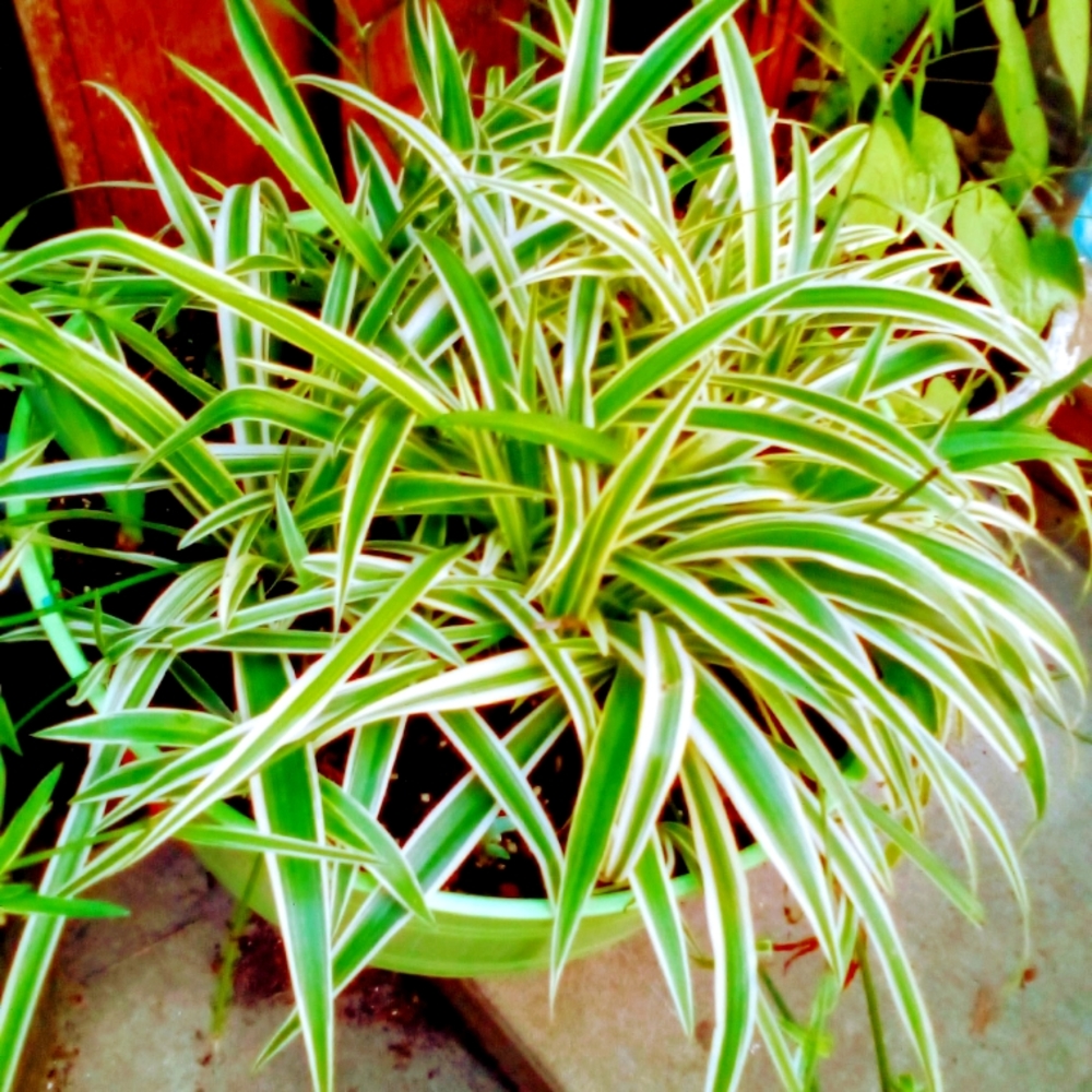 4 very healthy airplane plant starts